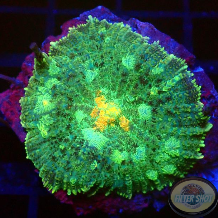 Rhodactis spp. „Crystal“