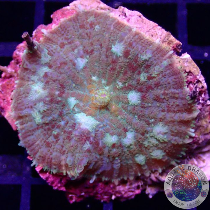 Rhodactis spp. „Crystal“