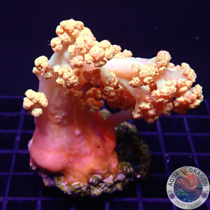 Scleronephthya spp. „Margo“ WYSIWYG