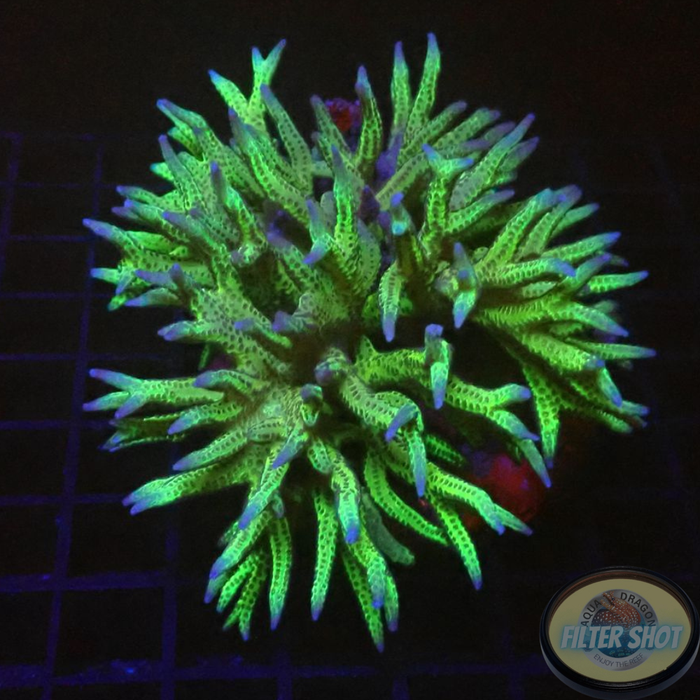 Seriatopora hystrix „Toxic Thorn“ WYSIWYG