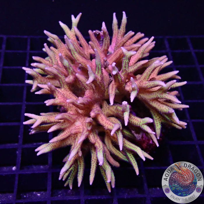 Seriatopora hystrix „Toxic Thorn“ WYSIWYG