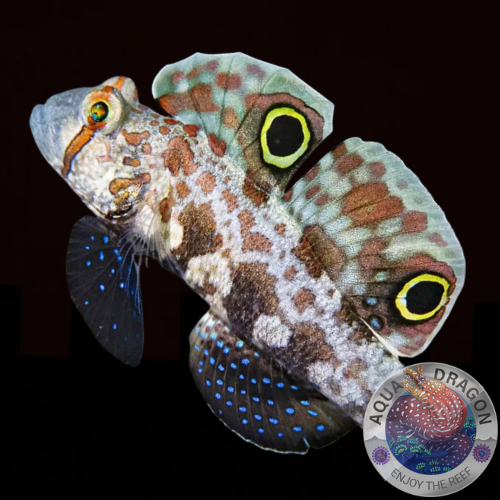Signigobius biocellatus „Krabbenaugengrundel“