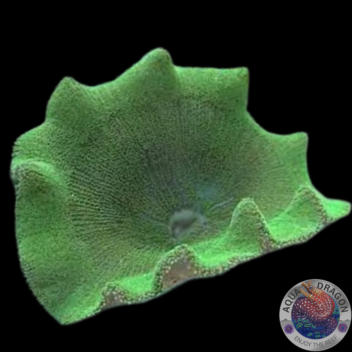 Stichodactyla haddoni „Ultra Green“