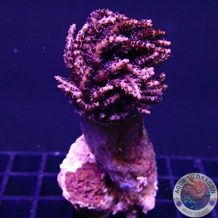 Studeriotes longiramosa „Medusa“