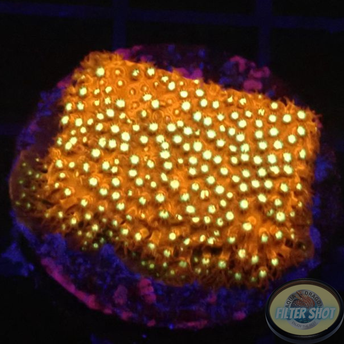 Stylocoeniella spp. „Bling Bling“ AD Special