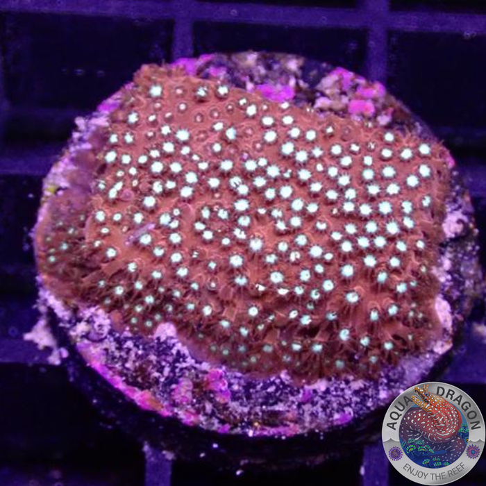 Stylocoeniella spp. „Bling Bling“ AD Special