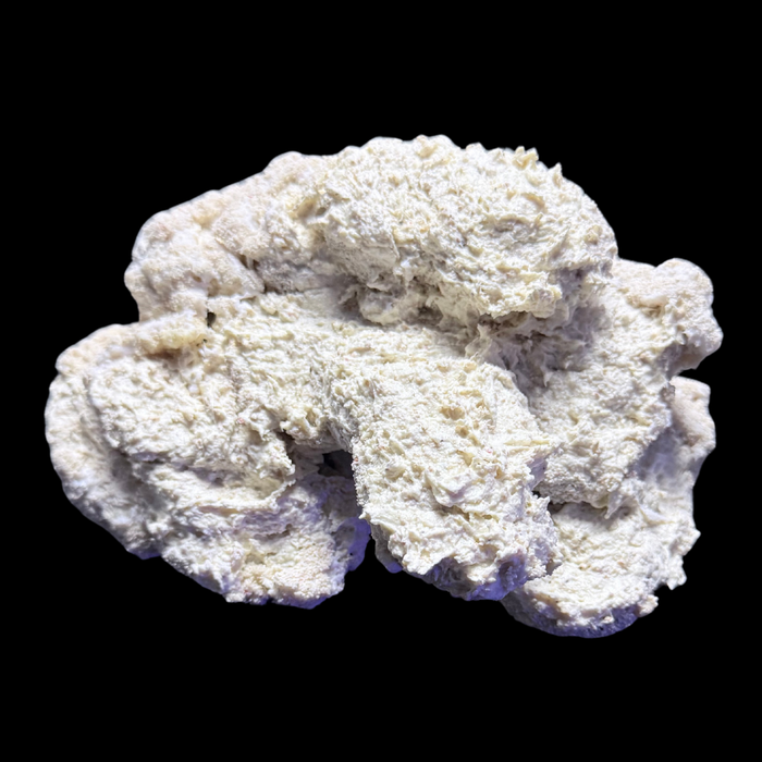 The Polyp Pros Reef Scape #4