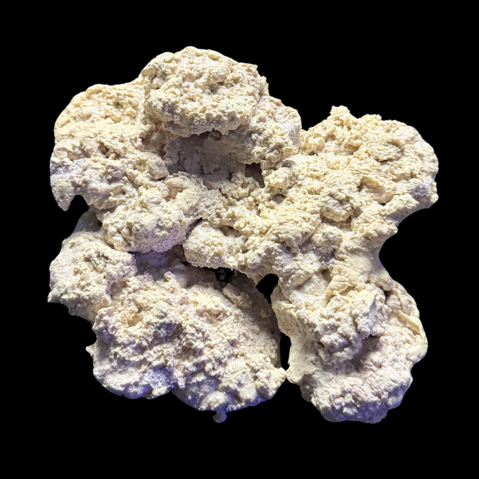 The Polyp Pros Reef Scape #5