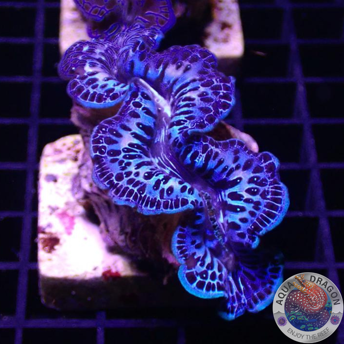 Tridacna maxima WYSIWYG