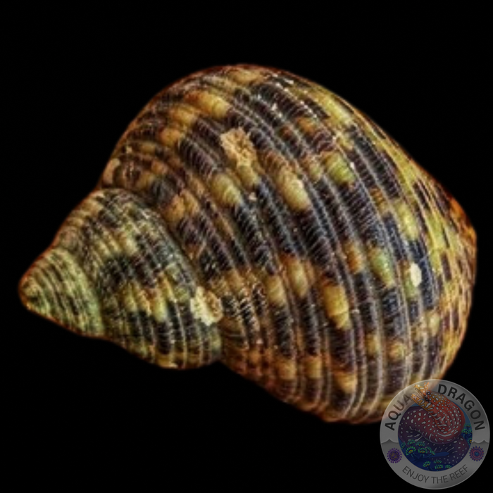 Turbo setosus „Turbanschnecke“ XL